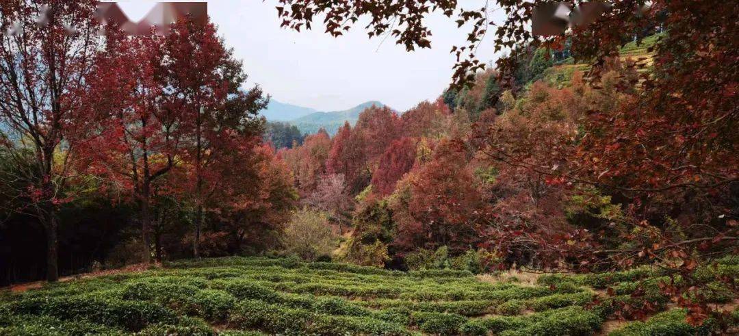 新线路1226赏广东醉美枫叶河源曾田上仙湖茶场8km枫树林徒步