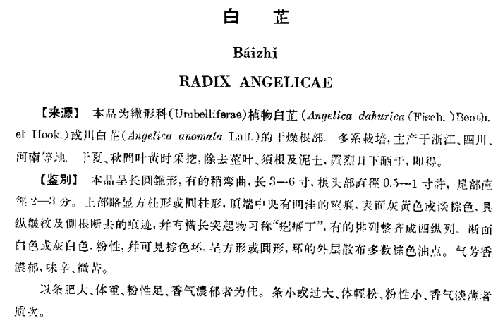 白芷简谱_中药白芷图片