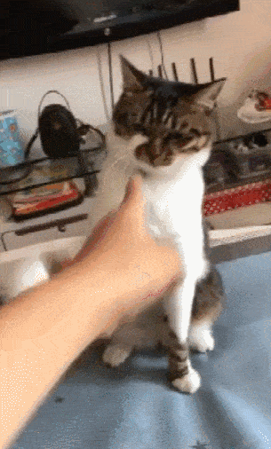 305_506竖版 竖屏gif 动态图 动图