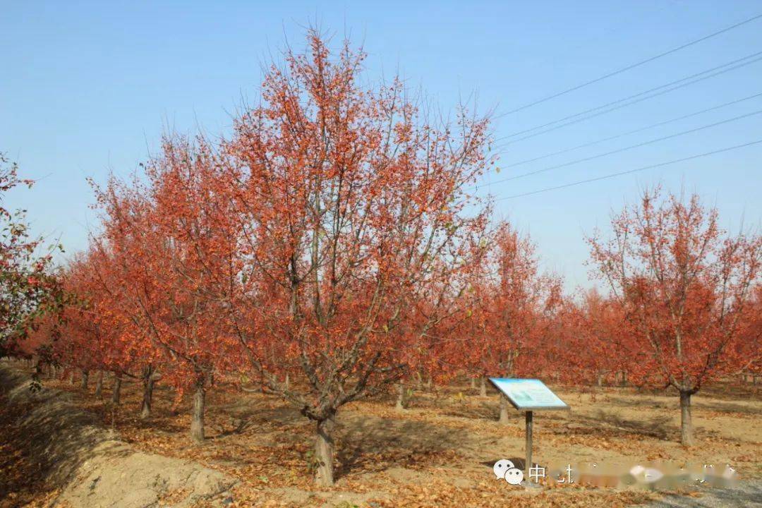 甜茶海棠秋季挂果形态▲甜茶海棠雪景形态基地还种植有对节白蜡