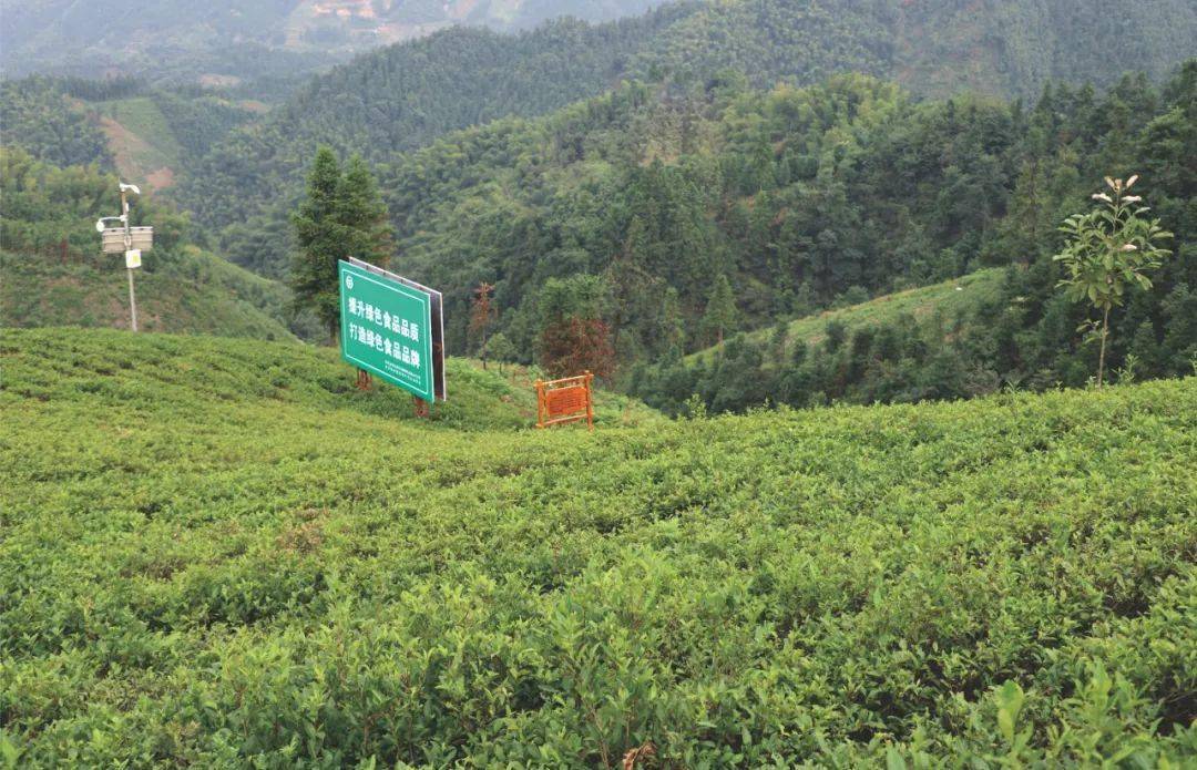 【安化黑茶茶山探秘】闪耀在高马二溪的苏家溪茶叶基地_茶园