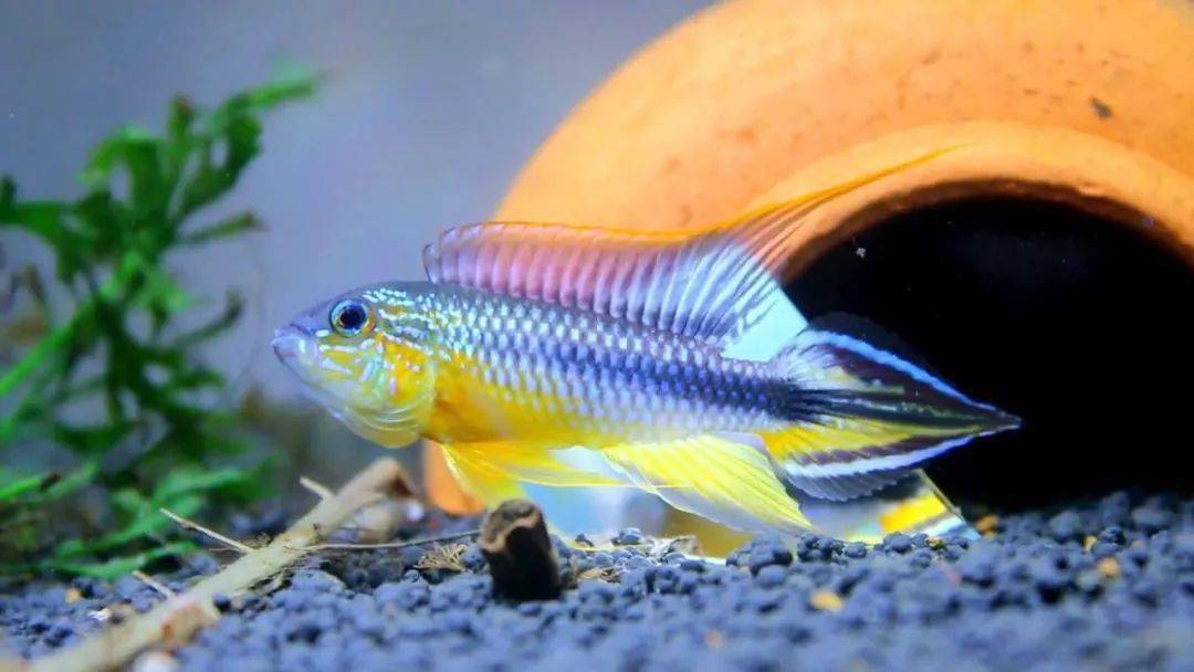 南美洲短鲷southamericandwarfcichlid