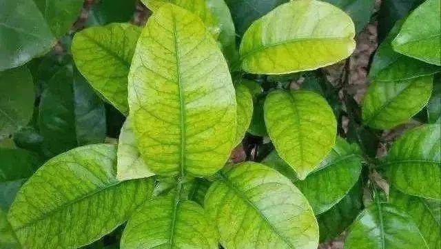 农作物缺少氮磷钾等13种营养元素的症状有哪些？