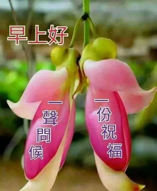 可惜遮不住圆润 创意十二月 | 我们的十二街传承---微大芬 pnc锦标赛