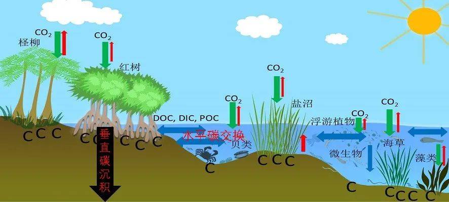 研究|滨海湿地固碳能力如何？研究：远超陆海生态系统，潜力巨大