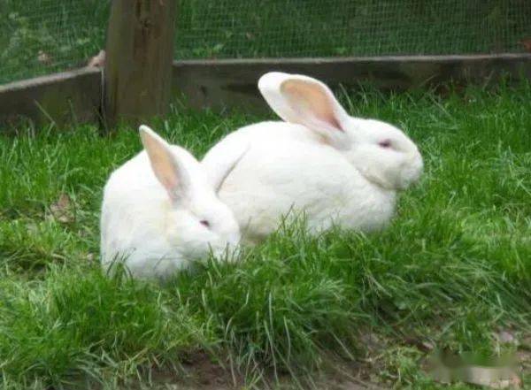 养兔子什么品种好?