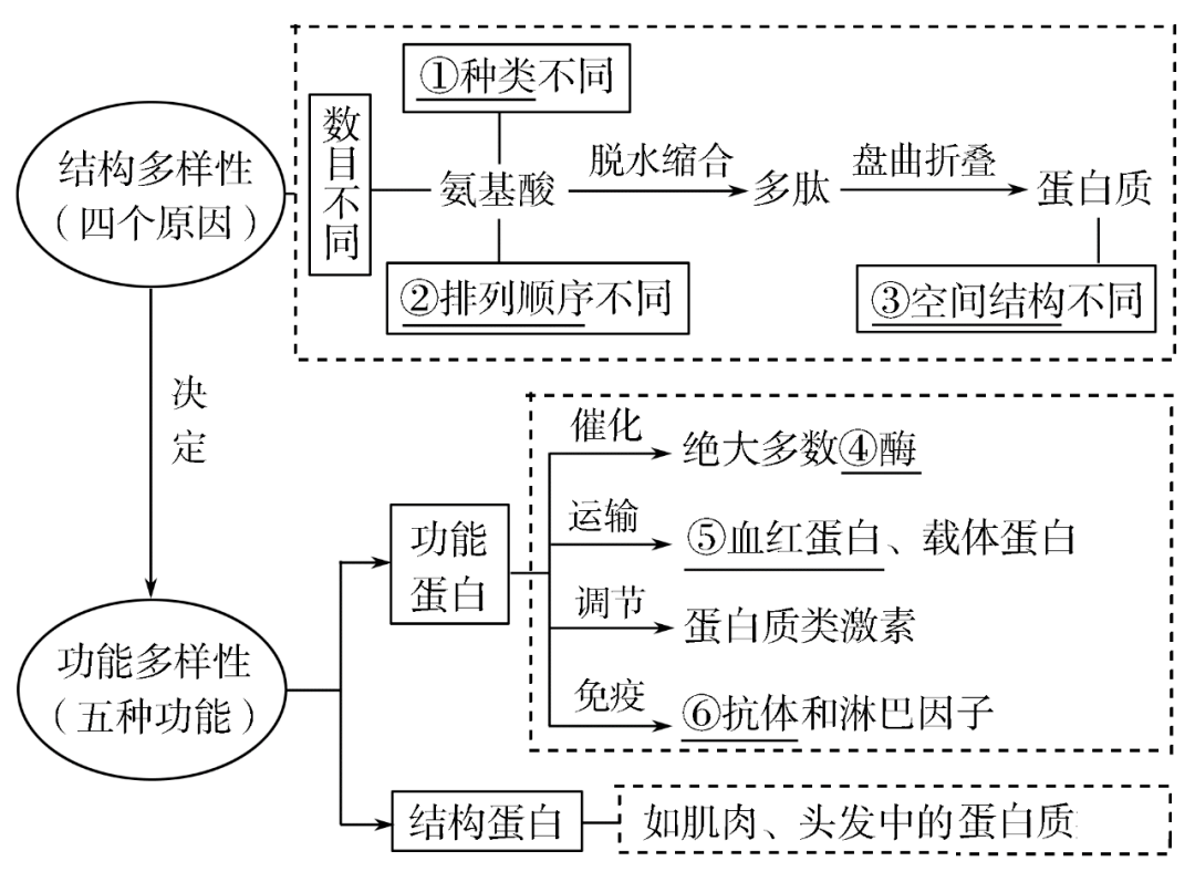 高考生物一轮复习 | 分子与细胞思维导图专题汇总汇总