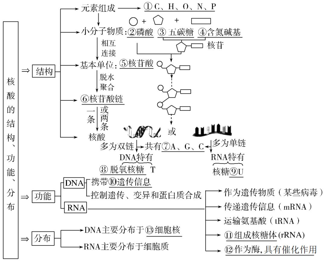 核酸是由核苷酸连接形成的,是遗传信息的携带者07蛋白质的结构和功能