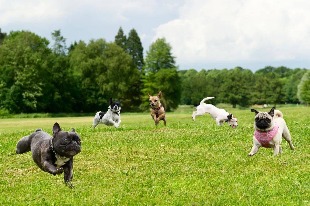 狂犬病人口水_狂犬病图片发作的图片