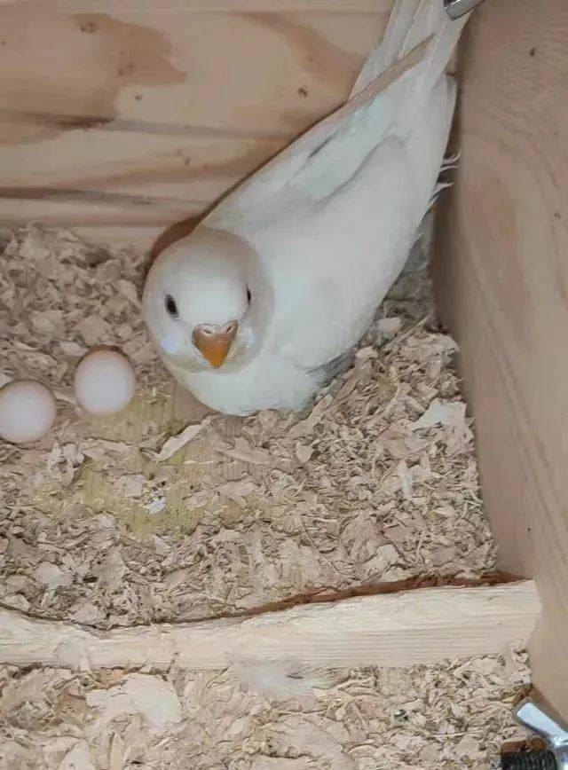 4530ffef6f144177b9aa9a41f39061ee.jpeg