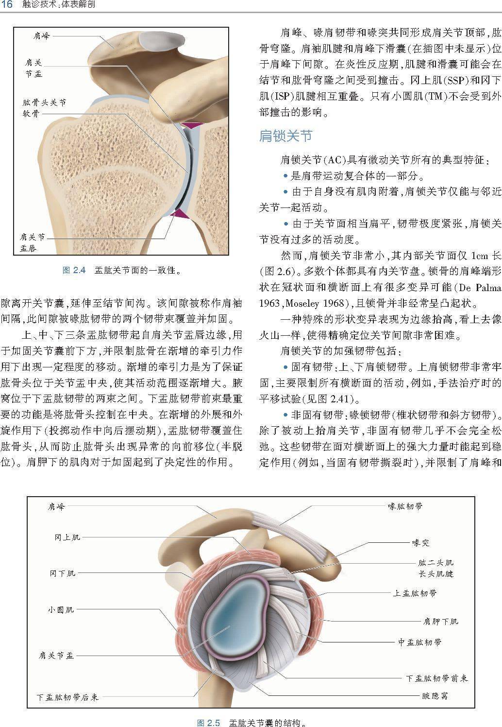 触诊技术---体表解剖