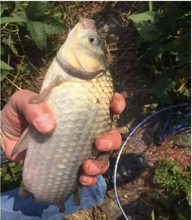 鱼多久能煮熟 98bb9d0cc8474bdb959a6670ef498148.jpeg