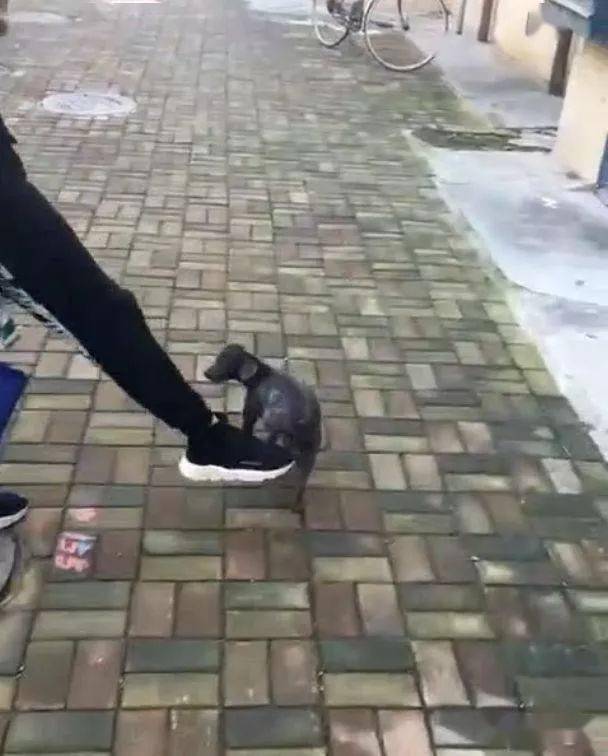 狗狗装瘸腿想博同情被主人踢了一脚后立马老实走路
