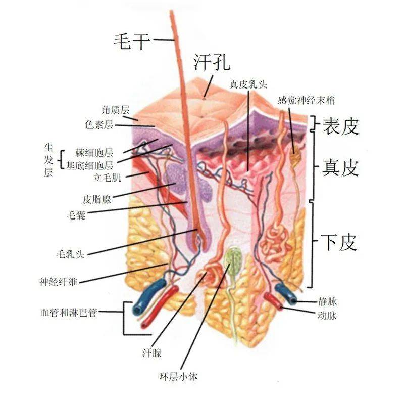 人体皮肤结构