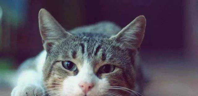 怎么看小猫是不是在打架 821ccb536f124e0e824014c4e4a15c31.jpeg