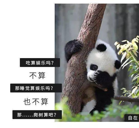 揭秘:大熊猫超爱滚新鲜马粪?原因竟然是.