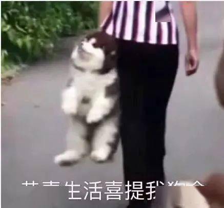 我的天,玩家,太残暴了! | 段子