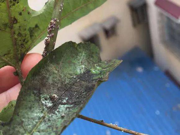 有些种类的介壳虫更能成为传播植物病害的媒介,如臀纹粉蚧就可传播
