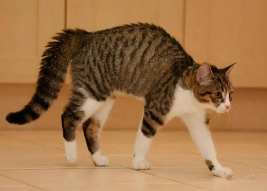 猫咪为什么会弓着背不一定是生气了还有这6个原因