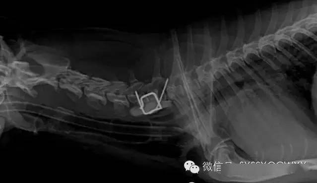 犬猫常见肿瘤病症的一些表现_诊断