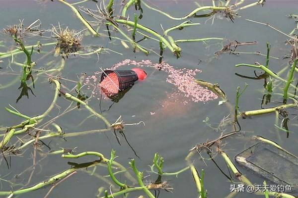 冬季怎么钓鲤鱼最好钓法 fa03ddebe3ee484294a29cae09df4691.jpeg