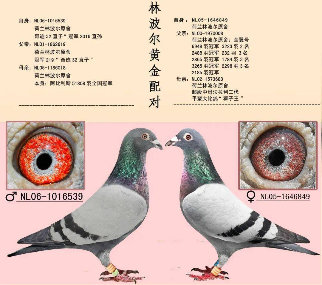 这16对世界经典黄金配对附血统眼砂照片你能看出规律吗