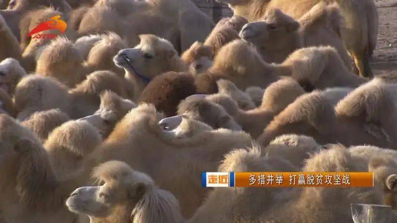 查干德日斯嘎查：为防止返贫发展特色产业