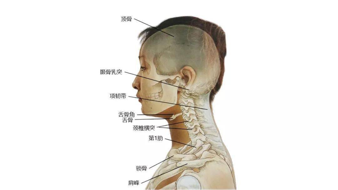 肌肉颈部深层肌肉口内解剖颈前部表面解剖颈侧后部表面解剖版权及声明