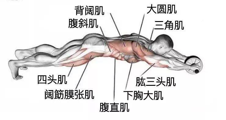 除了上身的5 个肌群,还可以训练到下肢的四头肌和阔筋膜张肌.