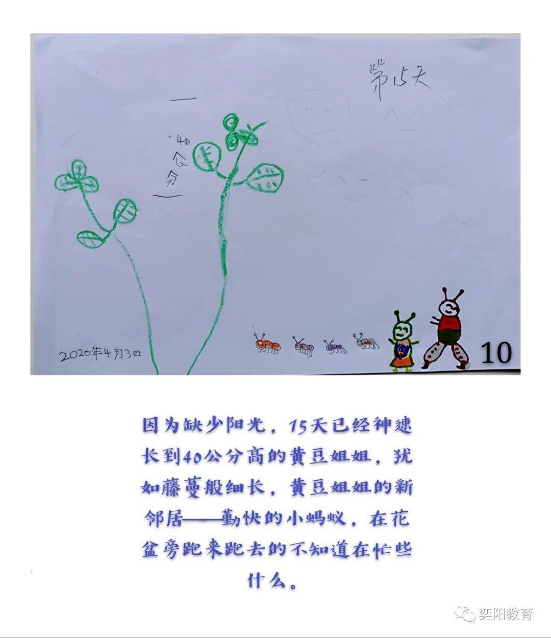 详细描绘了小花生和黄豆从一颗种子到发芽,长叶,开花,结出累累硕果的