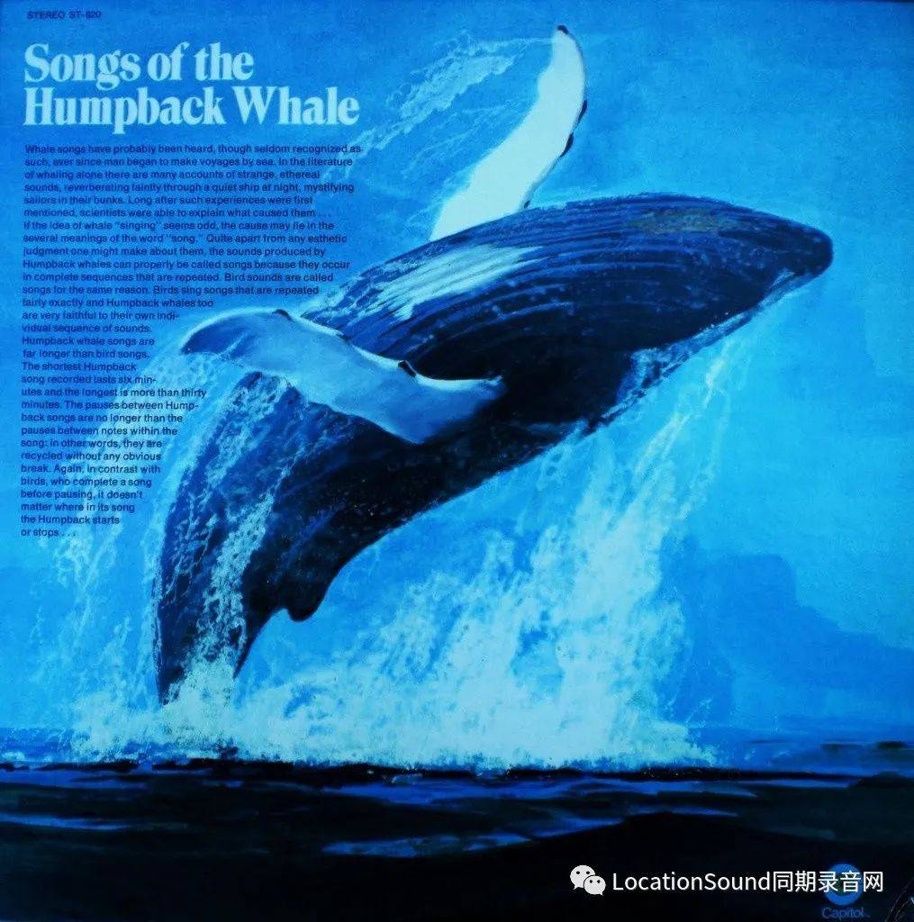 鲸鱼的叫声是什么意思 9402284ef4634f61b508141467f3ce32.jpeg