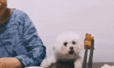 搞笑GIF:第一次见到这么无理的要求!