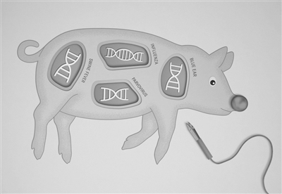 肉类|美国基因编辑猪获批上市，对肉类过敏人群可放心安全食用