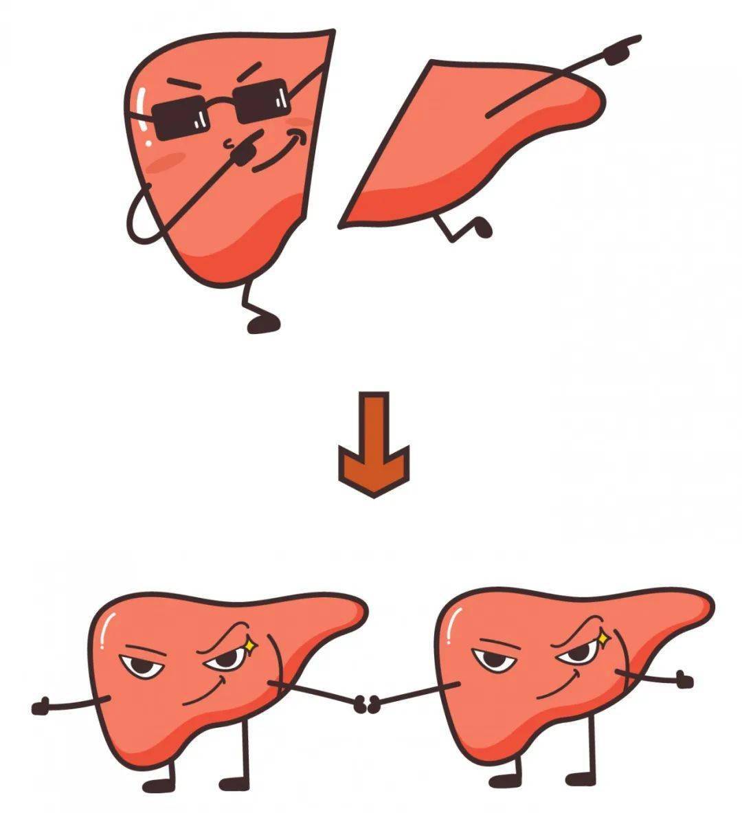 肝脏在人体内的主要功能是"代谢"