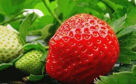 fecfd2a23f47438199f3d16a4cf13ca1.jpeg