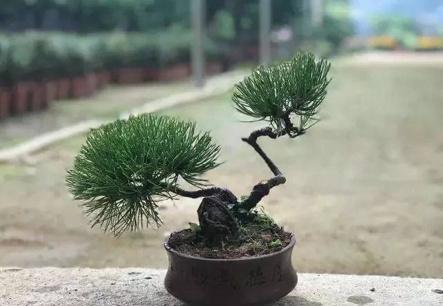 绿化养护，黑松