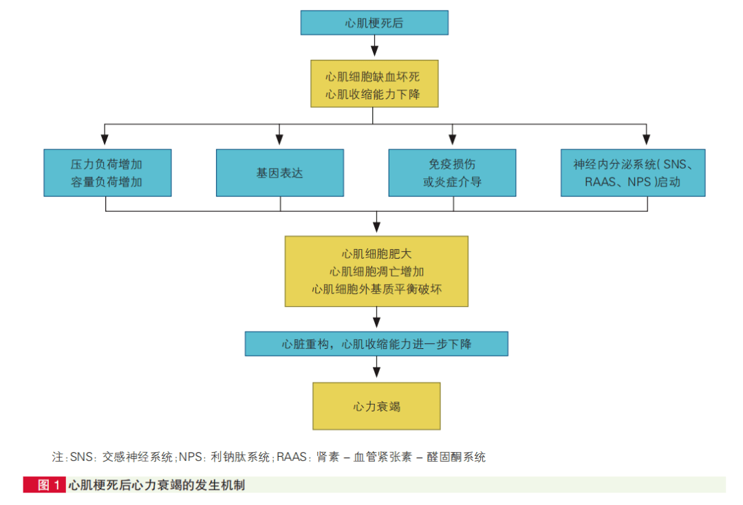 如反射性激活交感神经系统,肾素-血管紧张素-醛固酮系统(raas)等;此外