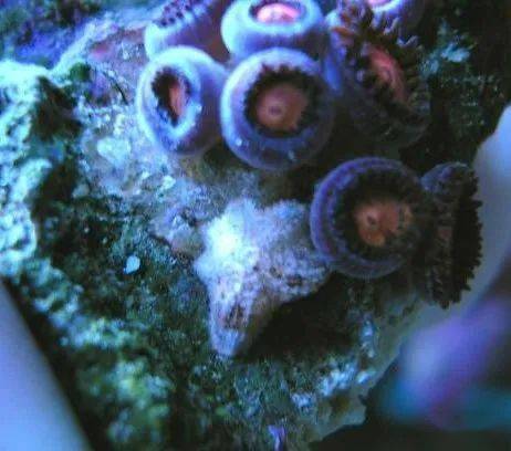 垃圾葵 asterina starfish sundial snail zoanthid eating spiders