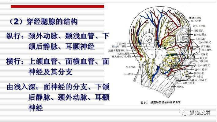 颅面颈部(颅面骨,眼眶,腮腺等)详细解剖图谱