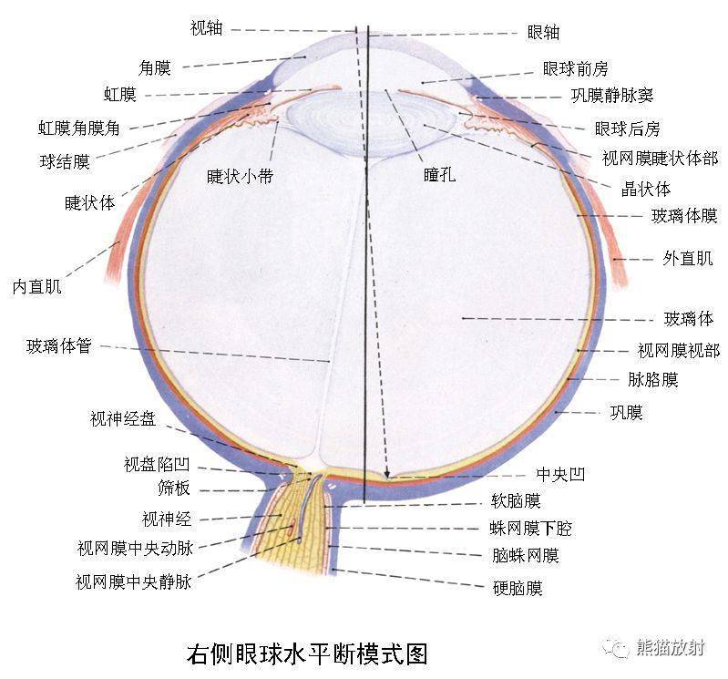 颅面颈部(颅面骨,眼眶,腮腺等)详细解剖图谱