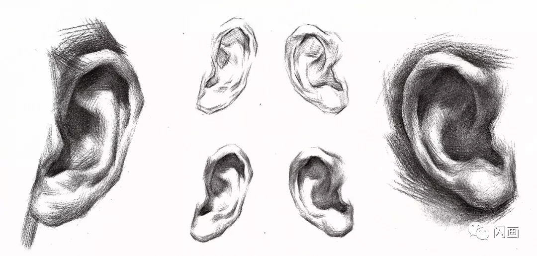 素描头像中画耳朵的画法与技巧