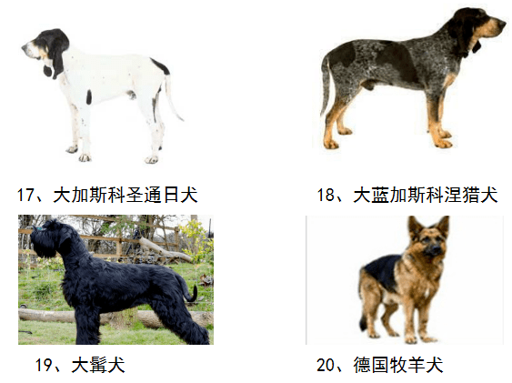武城县人民政府关于划定养犬重点管理区的通告丨50种禁养犬和收费标准