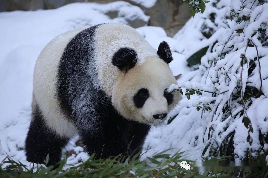 雪中动物大片