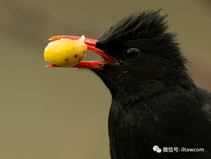 物种图册红嘴黑鹎