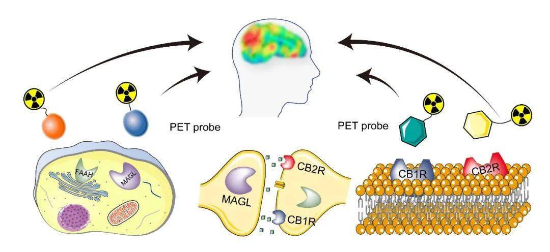 【发布】暨大附一院核医学团队 | 《j med chem》