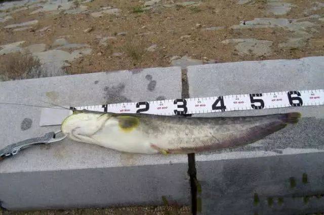 黑龙江凶猛的大型肉食鱼怀头鲶,用路亚钓法擒上岸_鲶鱼