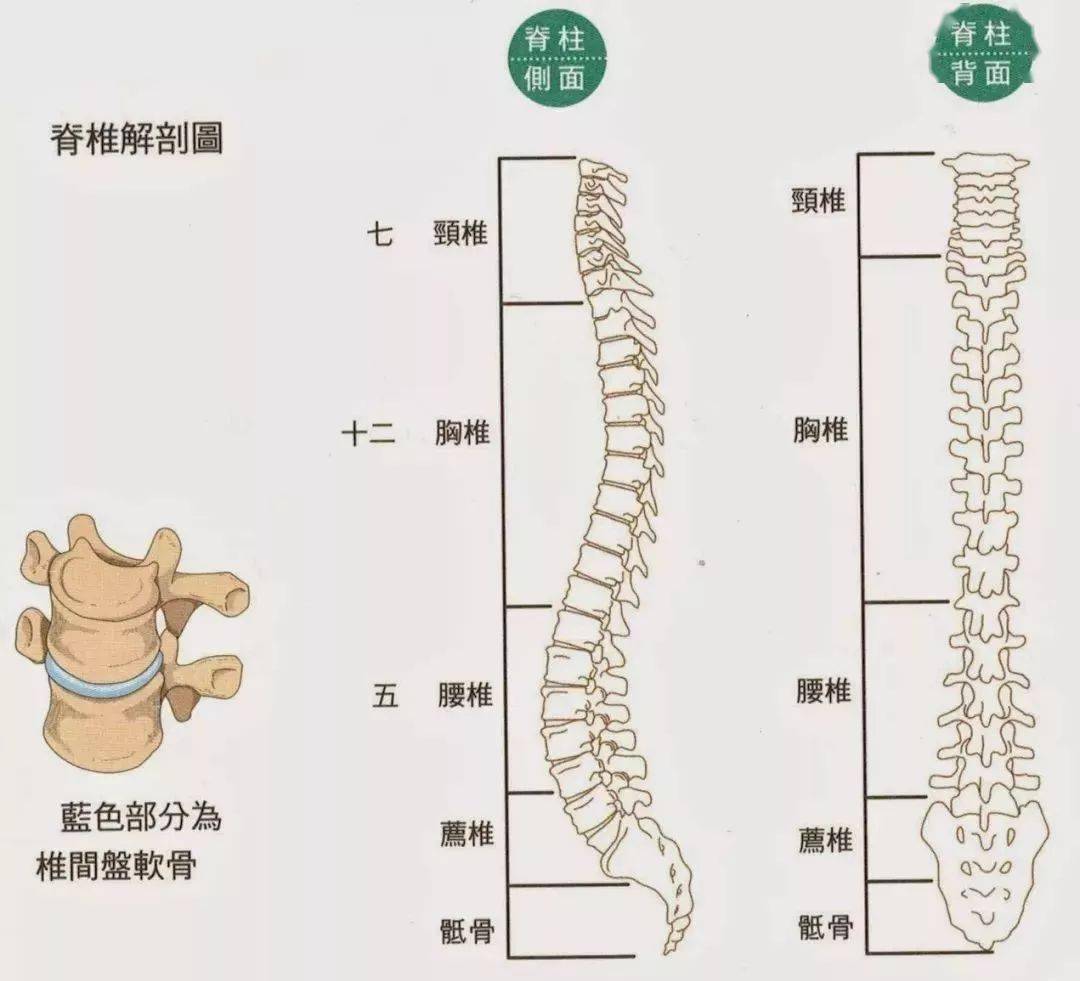 △脊椎解剖图