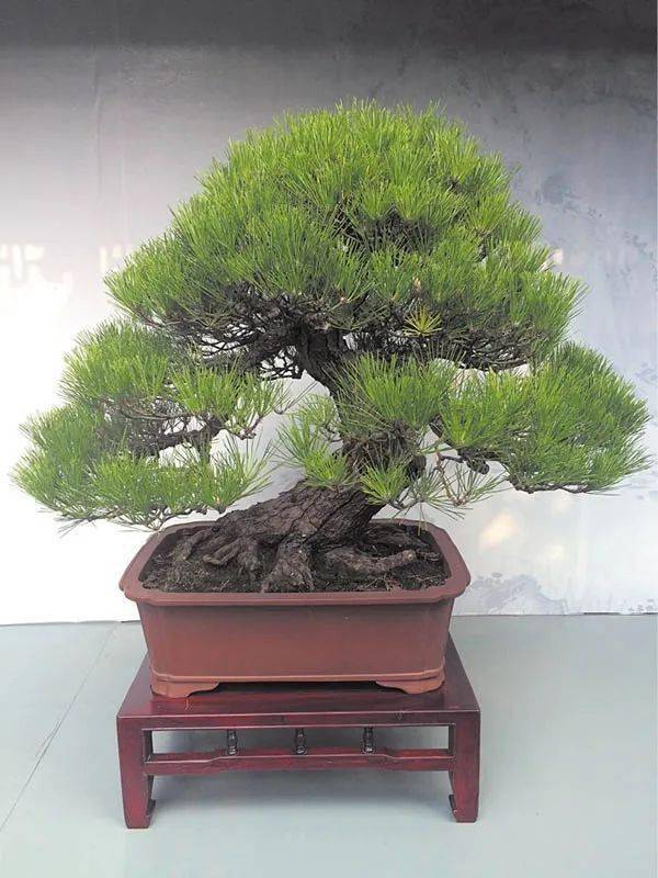 排名盆景_日本盆景品种排名(3)