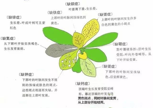 最全植物缺素症大全赶紧收藏起来