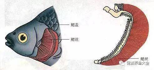 鱼友分享八种观赏鱼鳃病防治方法